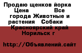Продаю щенков йорка › Цена ­ 10 000 - Все города Животные и растения » Собаки   . Красноярский край,Норильск г.